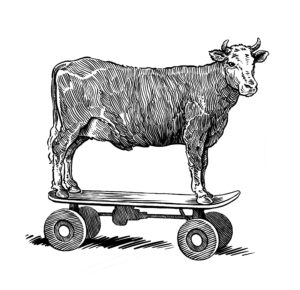 cow